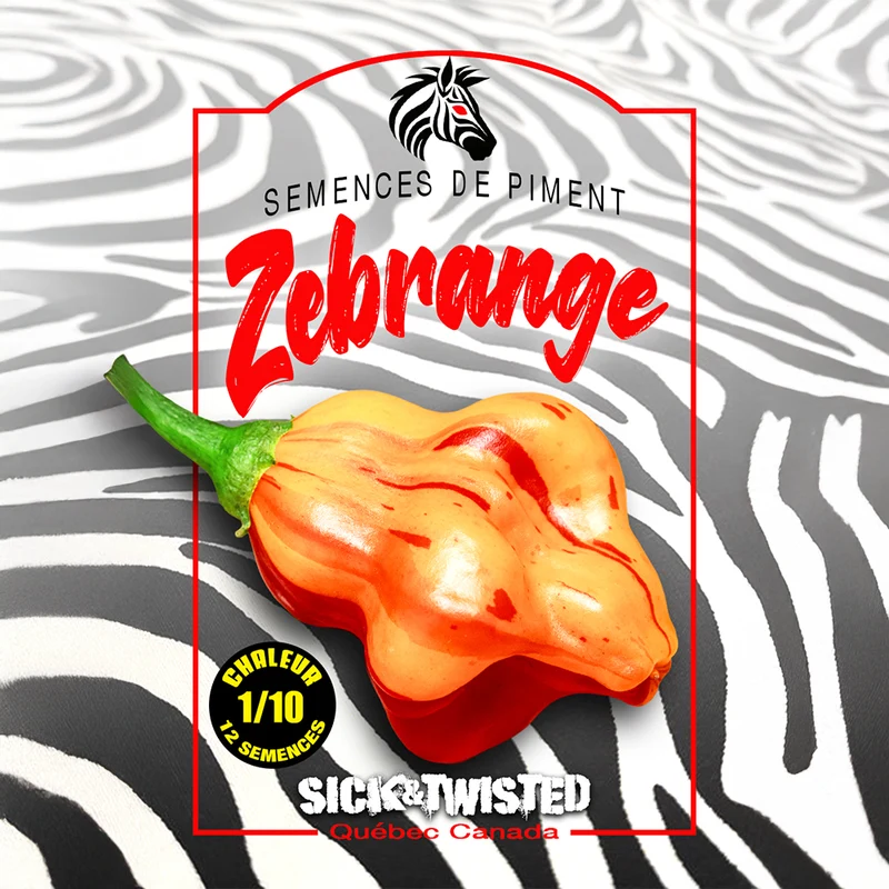 Piment fort ‘Zebrange’ ( Capsicum baccatum )