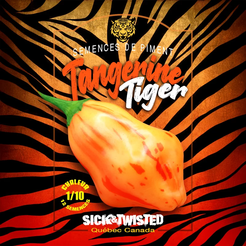Piment ‘Tangerine Tiger’ ( Capsicum baccatum )