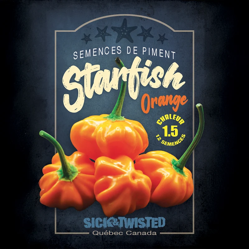 Piment fort ‘Starfish Orange’ ( Capsicum baccatum )