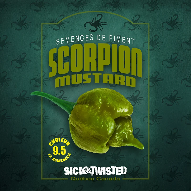 Piment fort ‘Scorpion Moutarde’ ( Capsicum chinense )