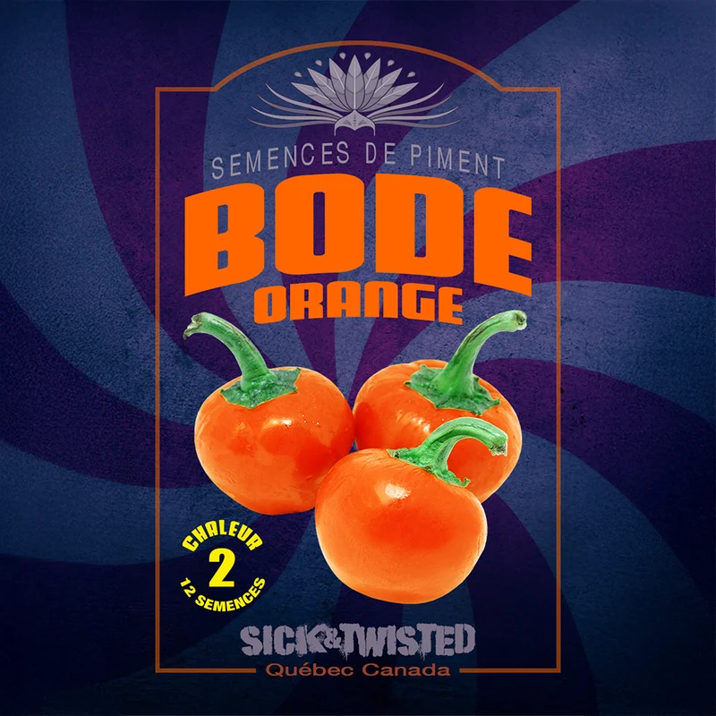 Piment fort ‘Bode Orange’ ( Capsicum chinense )