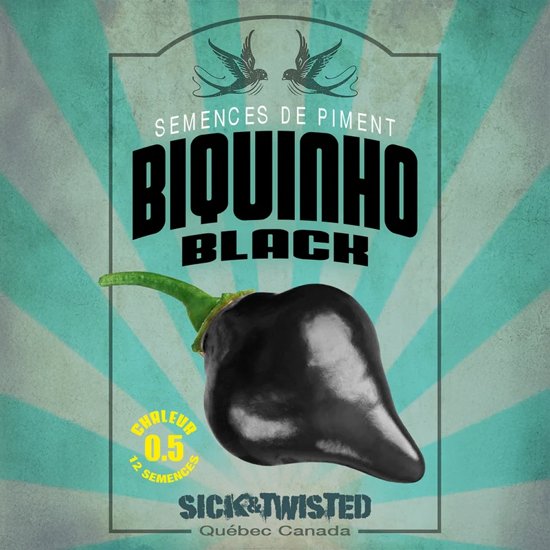 Piment ‘Biquinho Black’ ( Capsicum chinense )