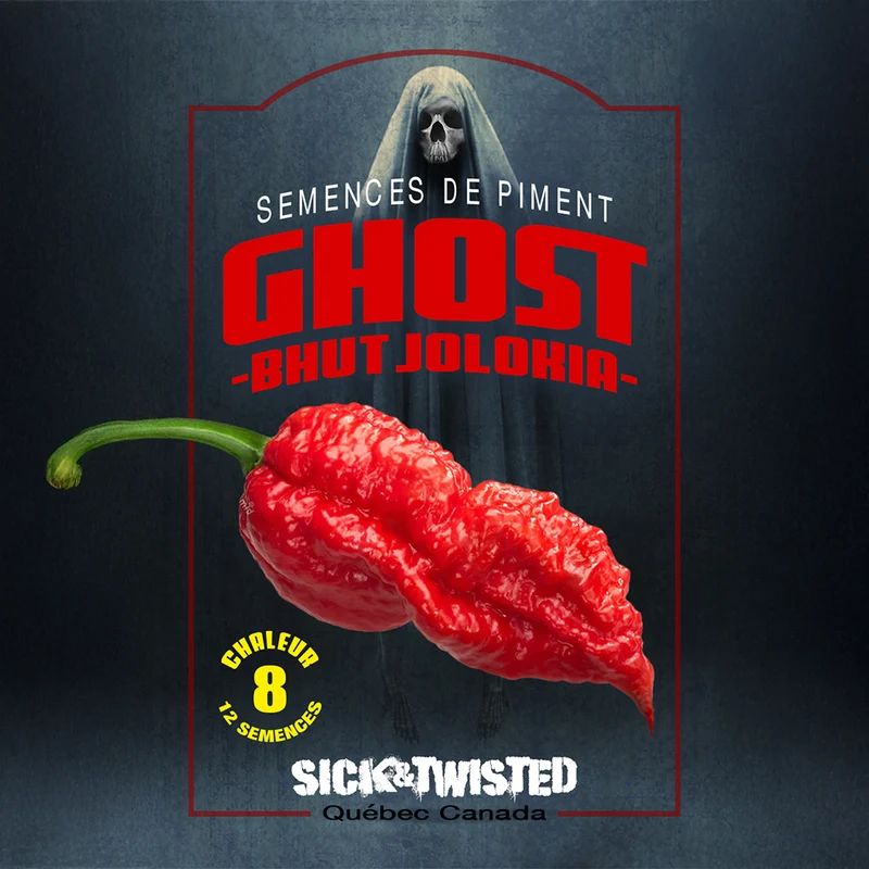 Piment fort Ghost ‘Bhut Jolokia’ ( Capsicum chinense )
