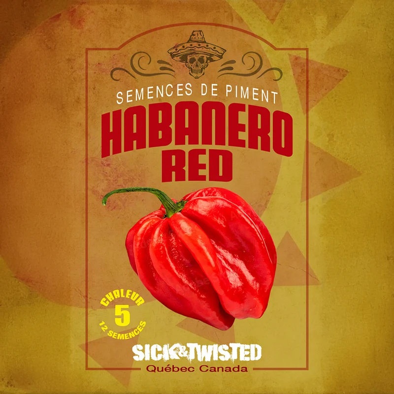 Piment fort ‘Habanero Rouge’ ( Capsicum chinense )
