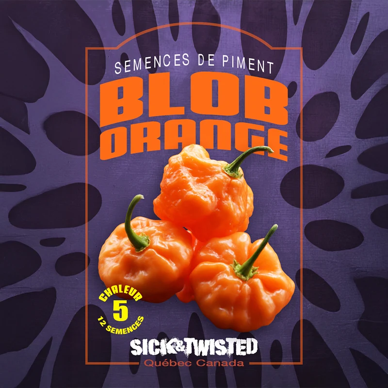 Piment fort ‘Blob Orange’ ( Capsicum sp.)