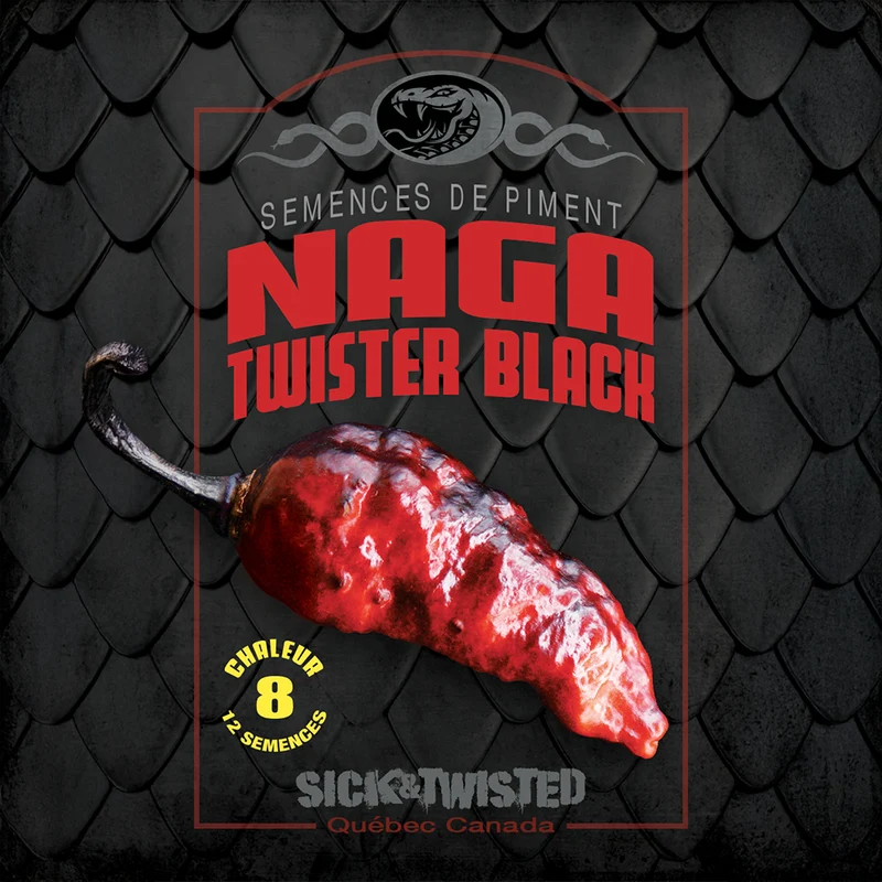 Piment fort ‘Naga Twister Black’ ( Capsicum sp.)