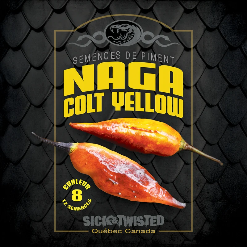 Piment fort ‘Naga Colt Yellow’ ( Capsicum sp.)