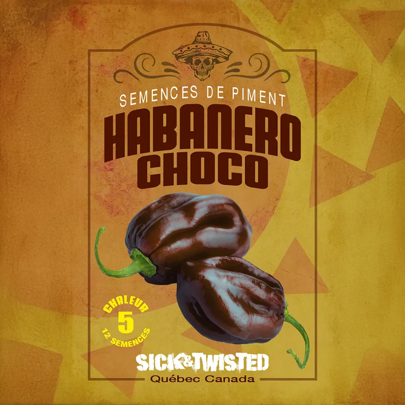 Piment fort ‘Habanero Chocolat’ ( Capsicum chinense )