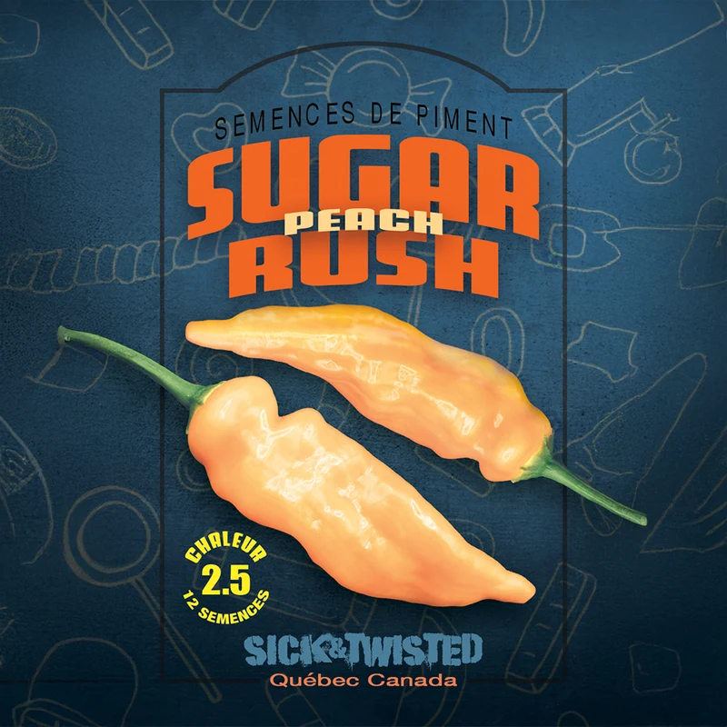 Piment fort ‘Sugar Rush Peach’ ( Capsicum baccatum )