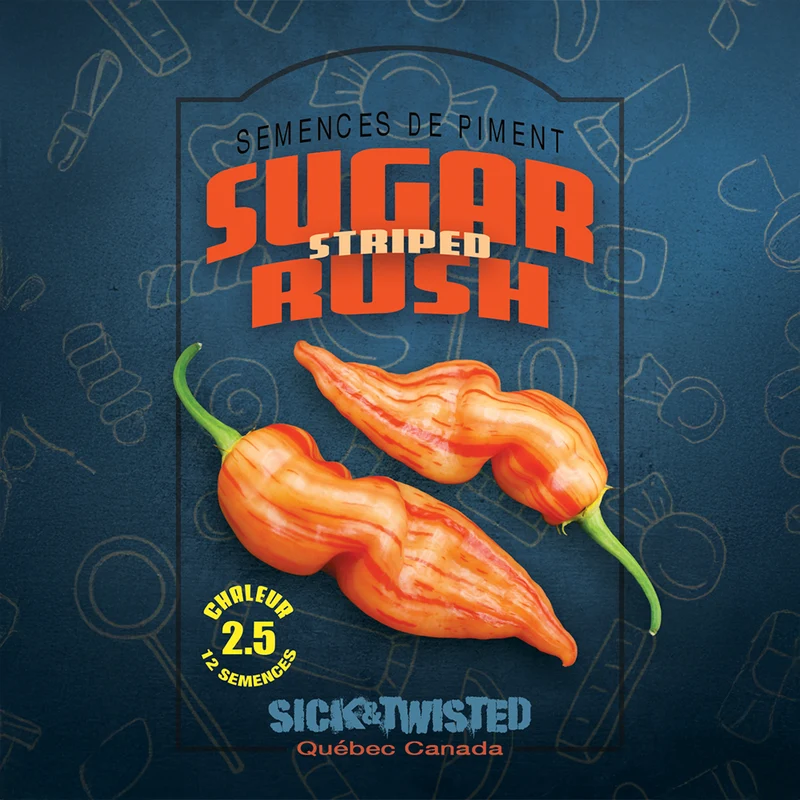 Piment fort ‘Sugar Rush Striped’ ( Capsicum baccatum )