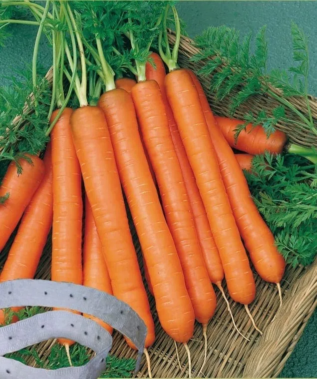 Carotte sur ruban ( Daucus carota ‘Presto’)
