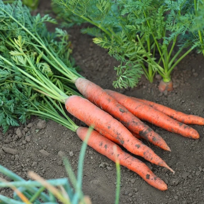 Carotte sur ruban ( Daucus carota ‘Presto’)