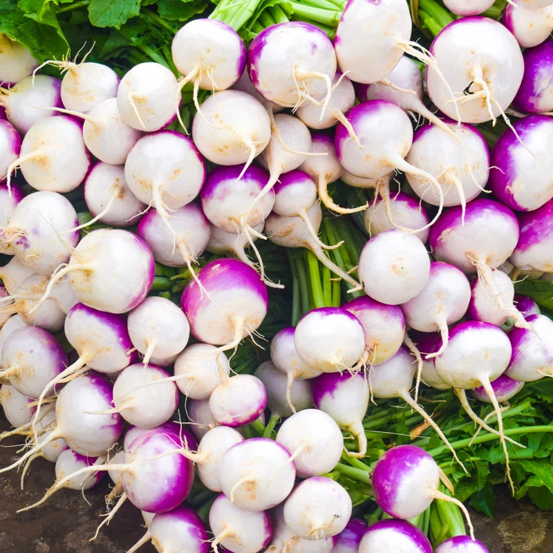 Navet ‘Purple Top White Globe’ bio ( Brassica rapa subsp. rapa )
