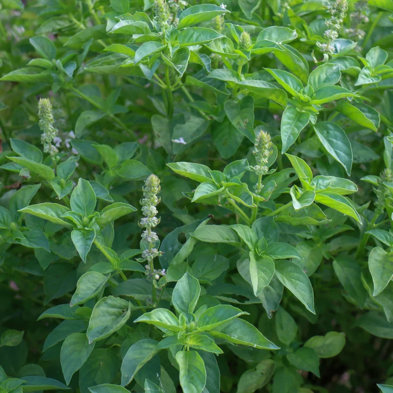 Basilic sacré ‘Holy’ bio ( Ocimum tenuiflorum )