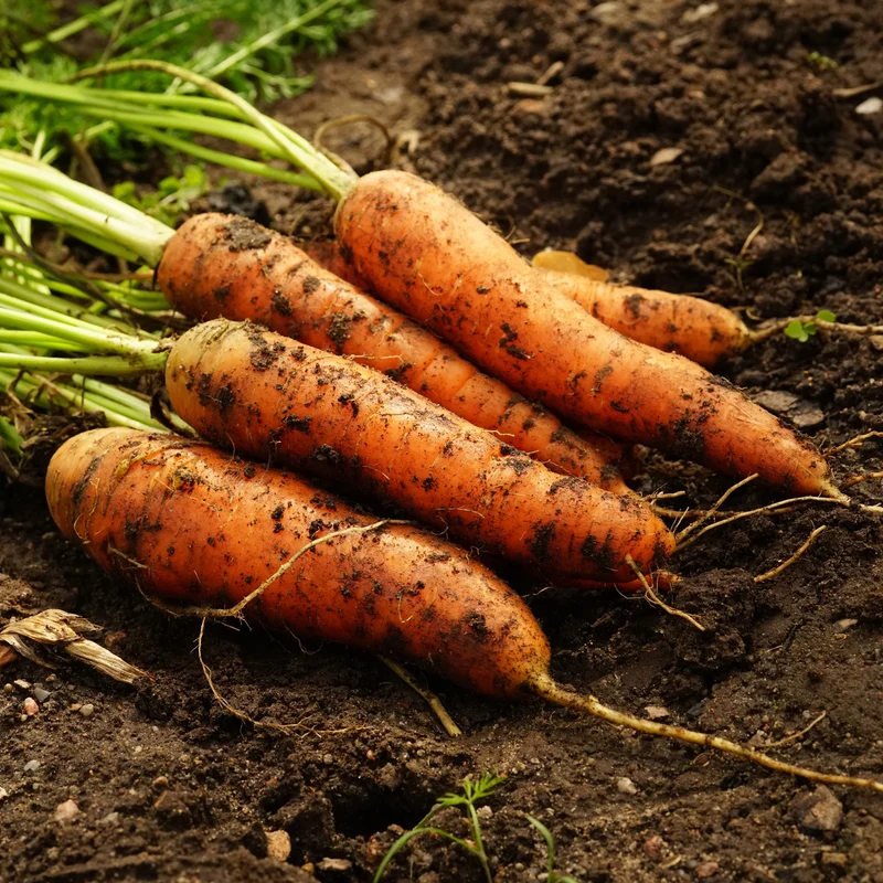 Carotte ‘Little Finger’ bio ( Daucus carota subsp. sativus )