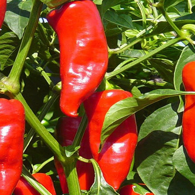 Poivron doux ‘Stocky Red Roaster’ bio ( Capsicum annuum )