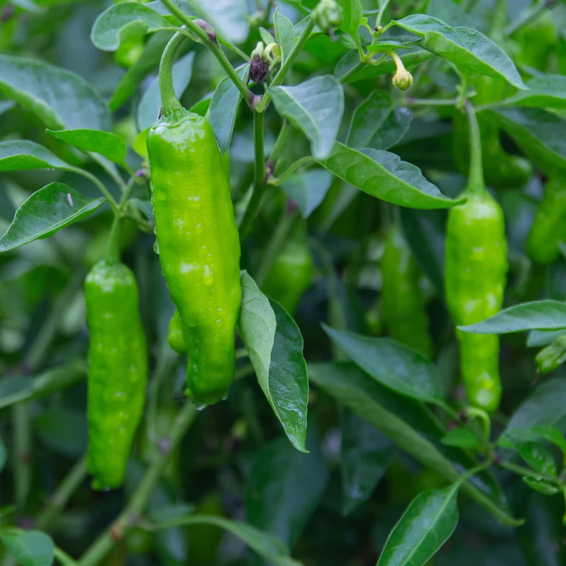 Poivron ‘Shishito’ bio ( Capsicum annuum )