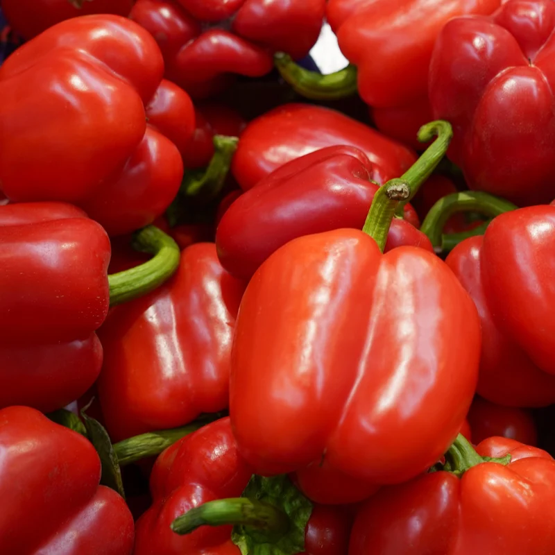 Poivron doux ‘King of the North’ bio ( Capsicum annuum )