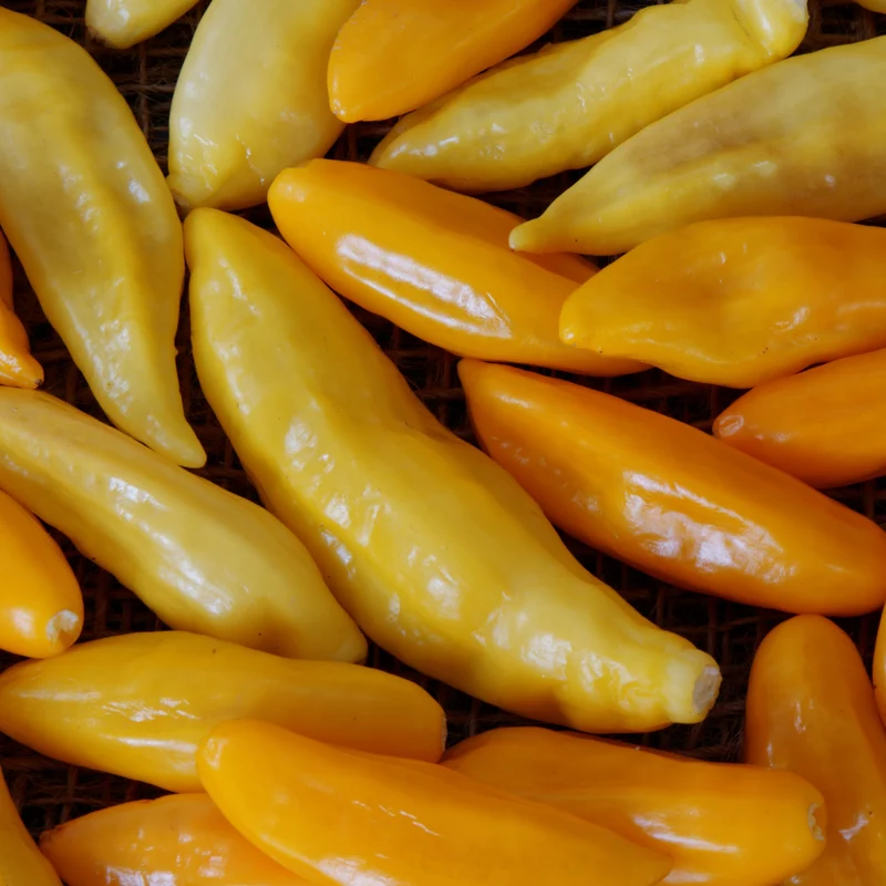 Piment fort ‘Aji Cristal’ bio ( Capsicum baccatum )