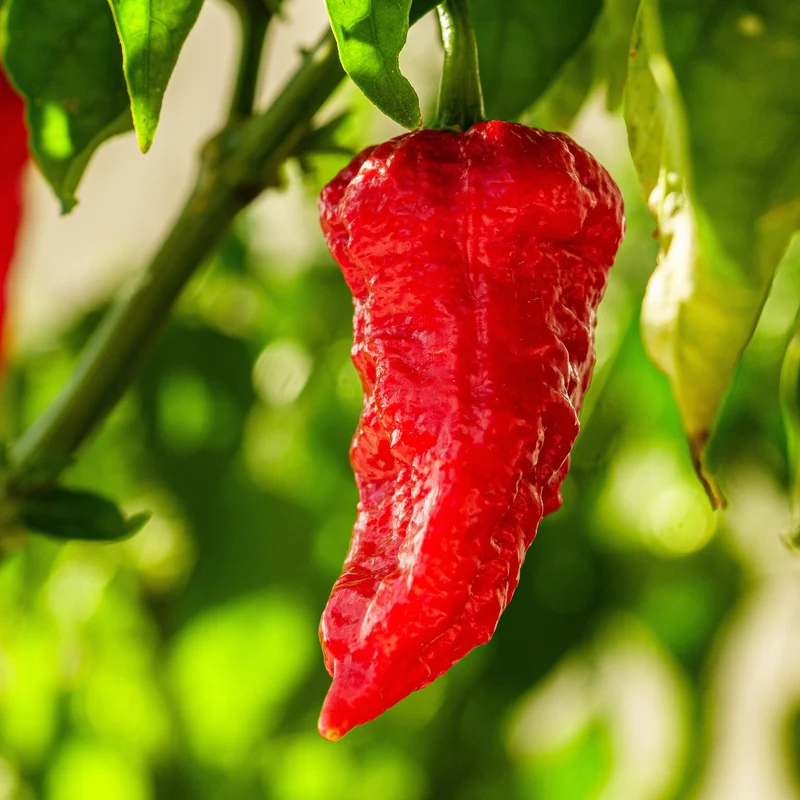 Piment ‘Apocalypse Scorpion’ bio ( Capsicum chinense )