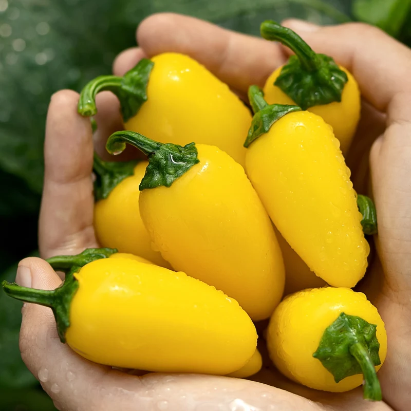 Jalapeño ‘NuMex Pumpkin Spice’ bio ( Capsicum annuum )