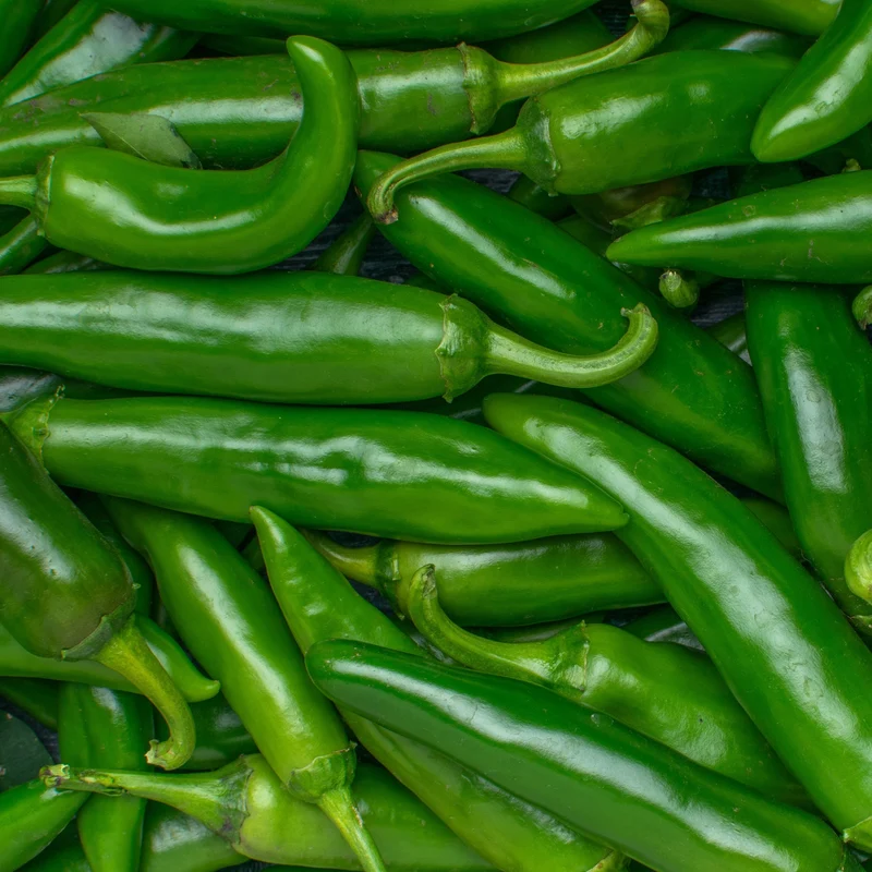 Jalapeño bio ( Capsicum annuum )