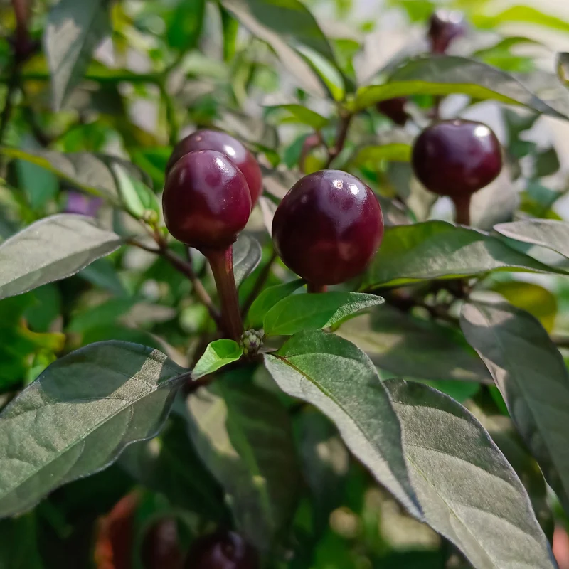 Piment ‘Filius Blue’ bio ( Capsicum annuum )