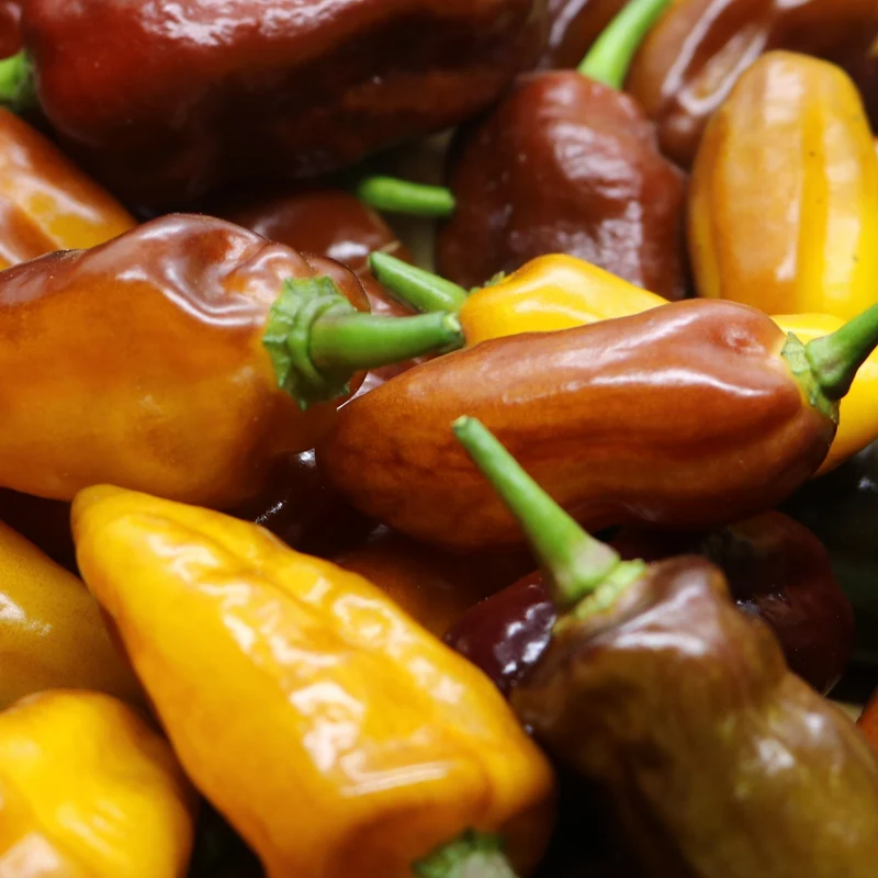 Piment ‘Pimenta Puma’ bio ( Capsicum chinense )