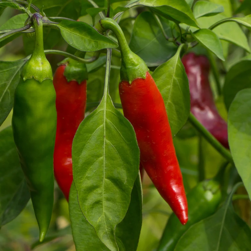 Piment ‘Tabasco’ bio ( Capsicum frutescens )
