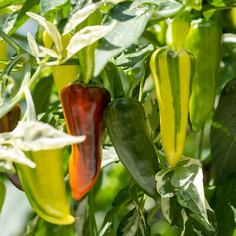 Piment ‘Fish’ bio ( Capsicum annuum )