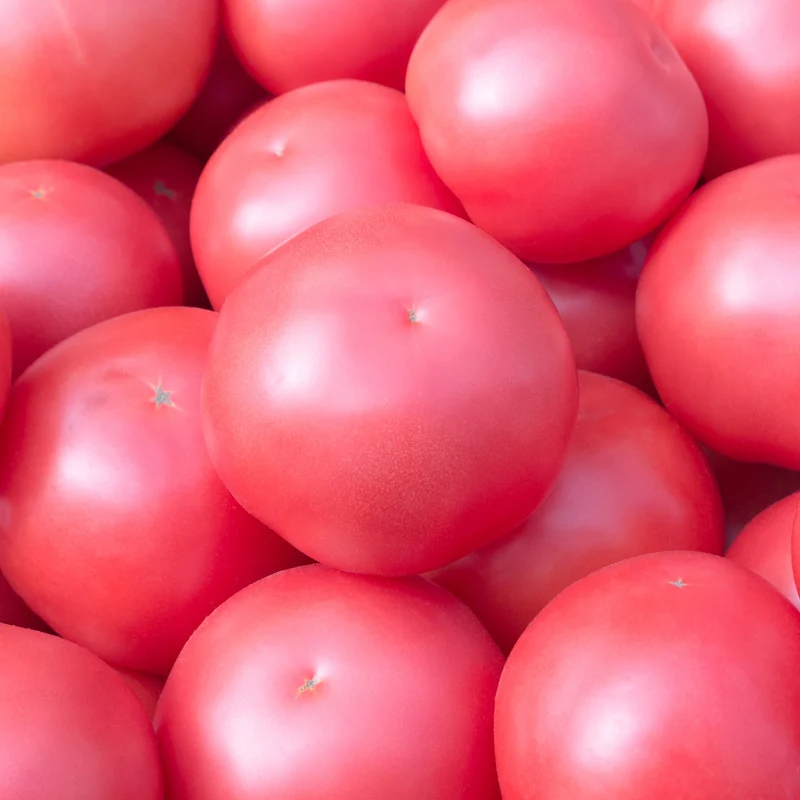 Tomate ‘Prudenʼs Purple’ bio ( Solanum lycopersicum )