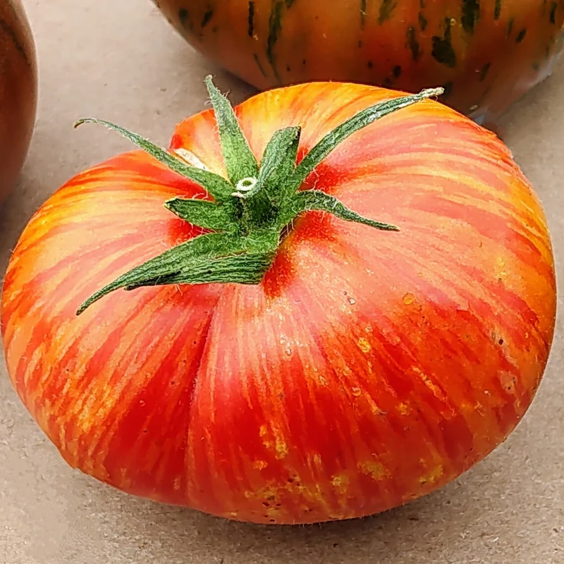 Tomate ‘Beefy Red’ bio ( Solanum lycopersicum )