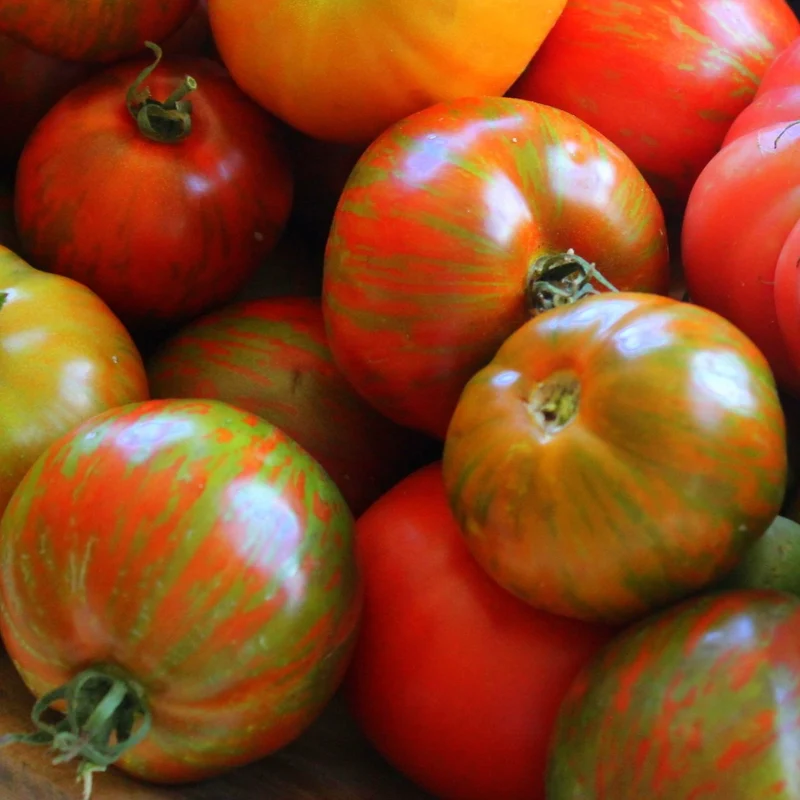 Tomate ‘Beefy Purple’ bio ( Solanum lycopersicum )