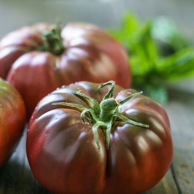 Tomate ‘Brandywine Black’ bio ( Solanum lycopersicum )