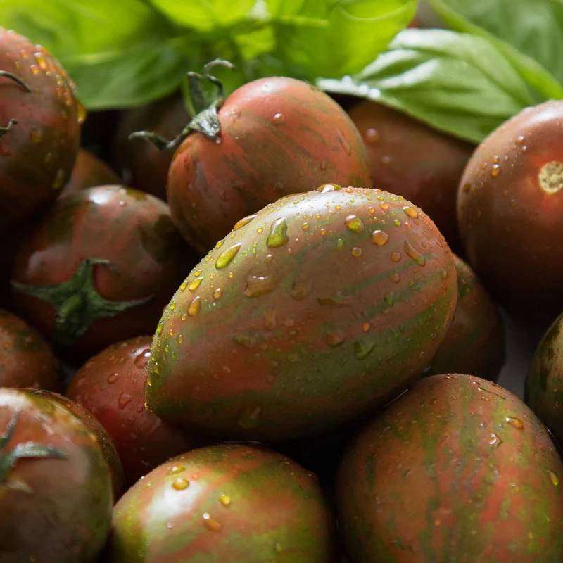 Tomate naine ‘Dwarf Audreyʼs Love’ bio ( Solanum lycopersicum )