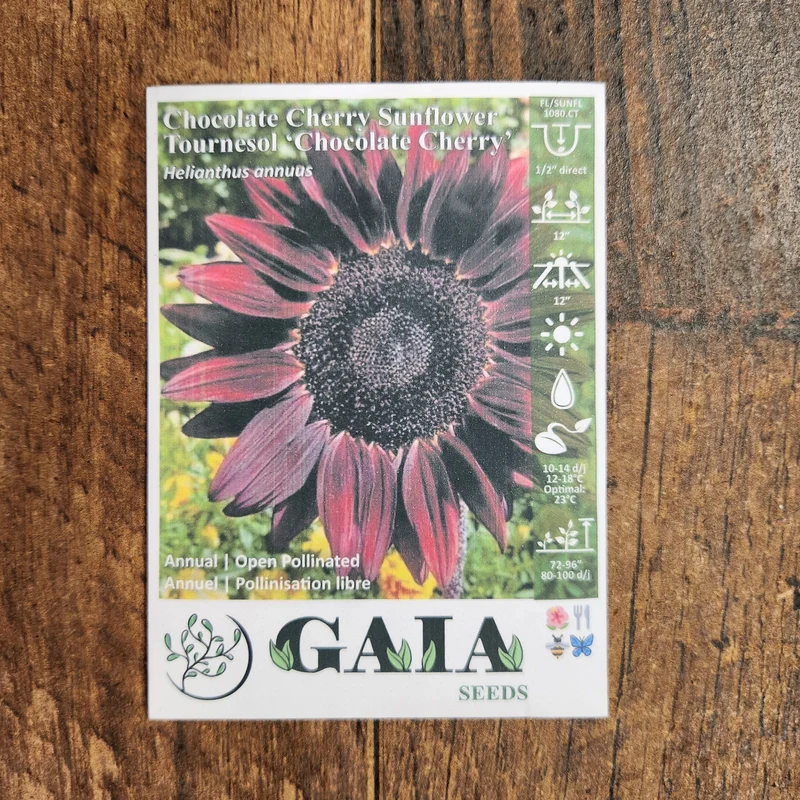 Tournesol 'Chocolate Cherry' bio