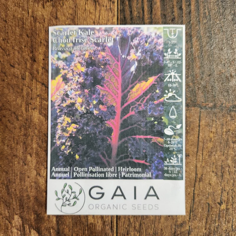 Chou frisé 'Scarlet Kale' bio