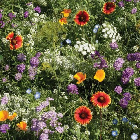 Mélange fleuri insectes bénéfiques bio