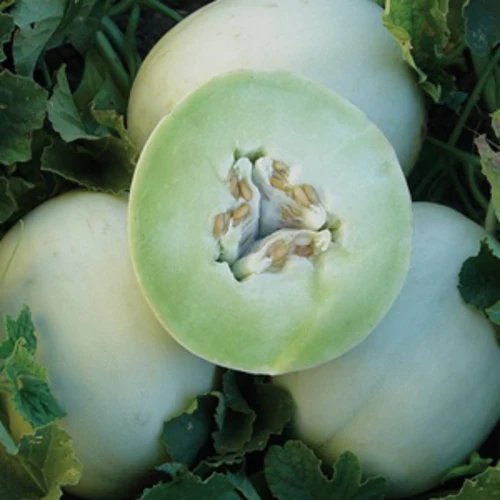 Melon miel à chair verte bio