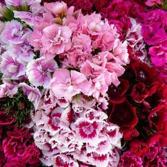 Œillet de poète 'Dianthus Double Choice Mix' bio