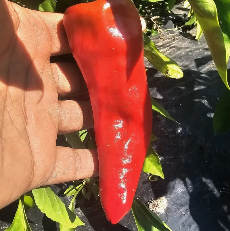 Piment fort 'Pimento Chericero Du Marono' bio