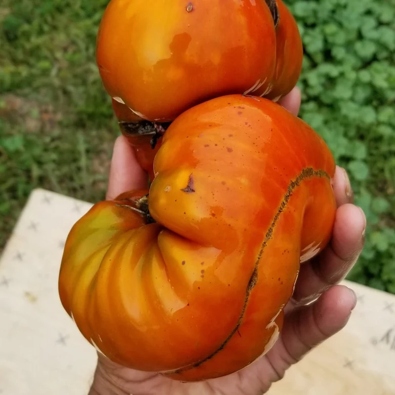 Tomate 'Cherokee Chocolate' bio