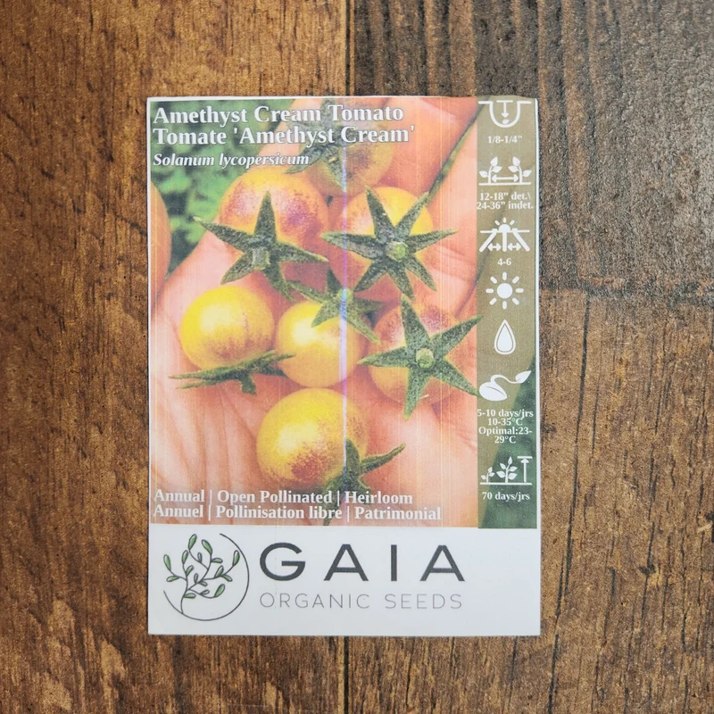 Tomate 'Amethyst Cream' bio