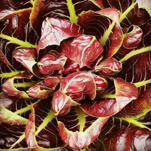 Radicchio di Treviso bio