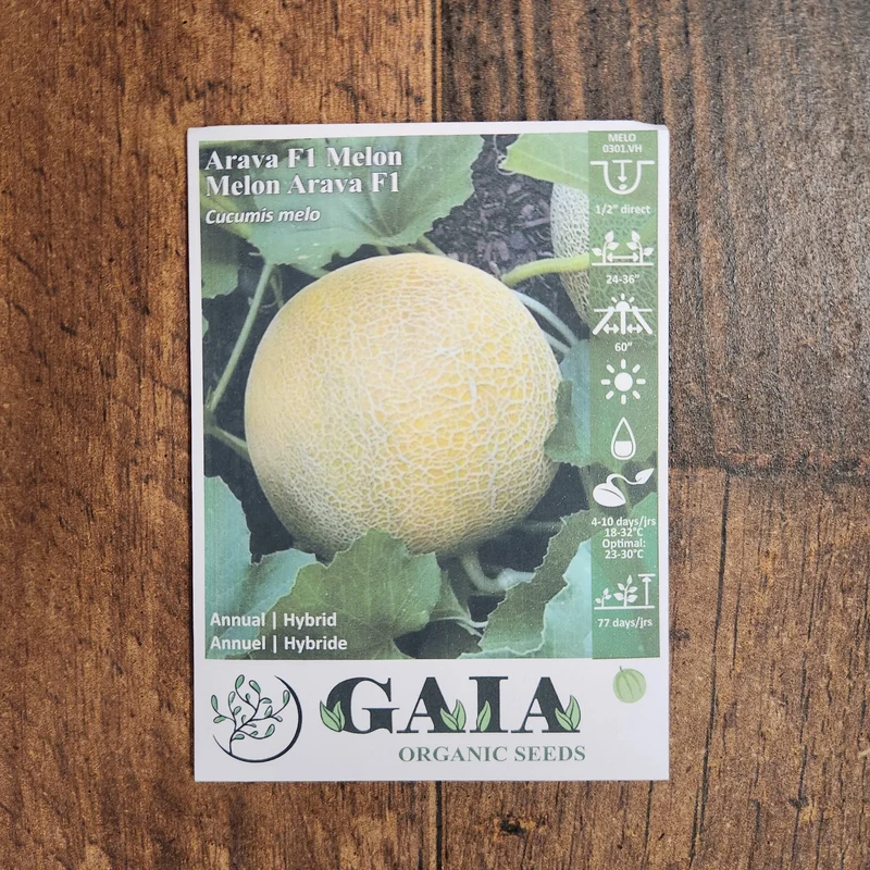 Melon miel 'Arava F1' bio