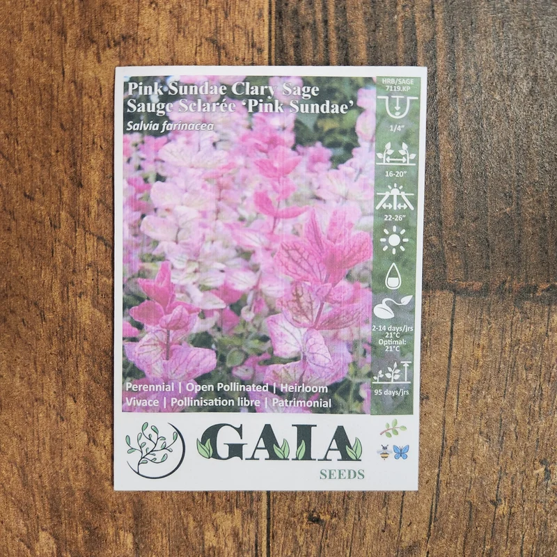 Salvia sclarée 'Pink Sundae' bio