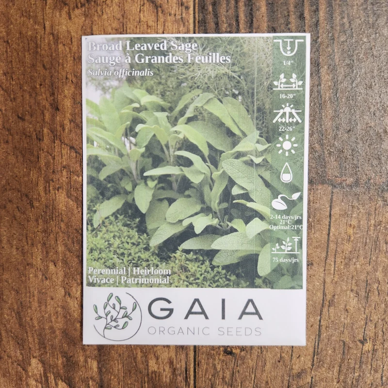 Sauge vivace 'Broad Leaved Sage' bio