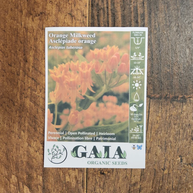 Asclépiade 'Orange Milkweed' bio