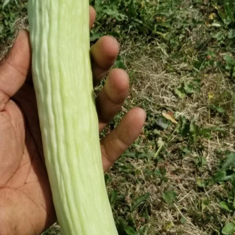 Concombre arménien 'Armenian Cucumber Mix' bio
