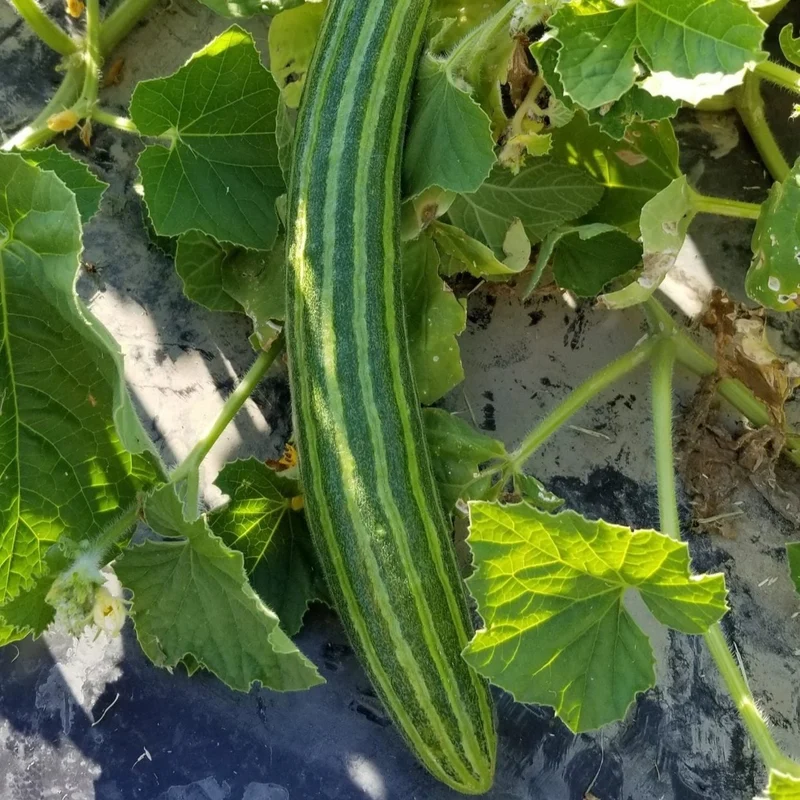 Concombre 'Painted Serpent' bio